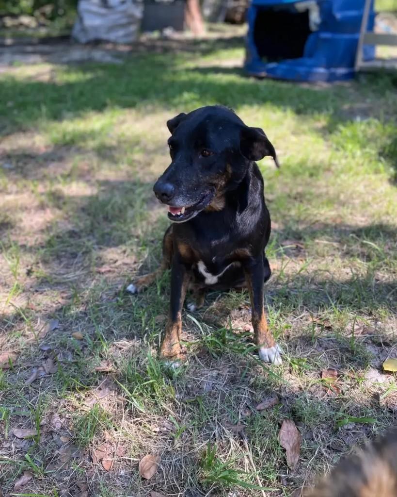 Bochecha, cachorro de porte médio para adoção em Seropédica - RJ — foto 5 de 5