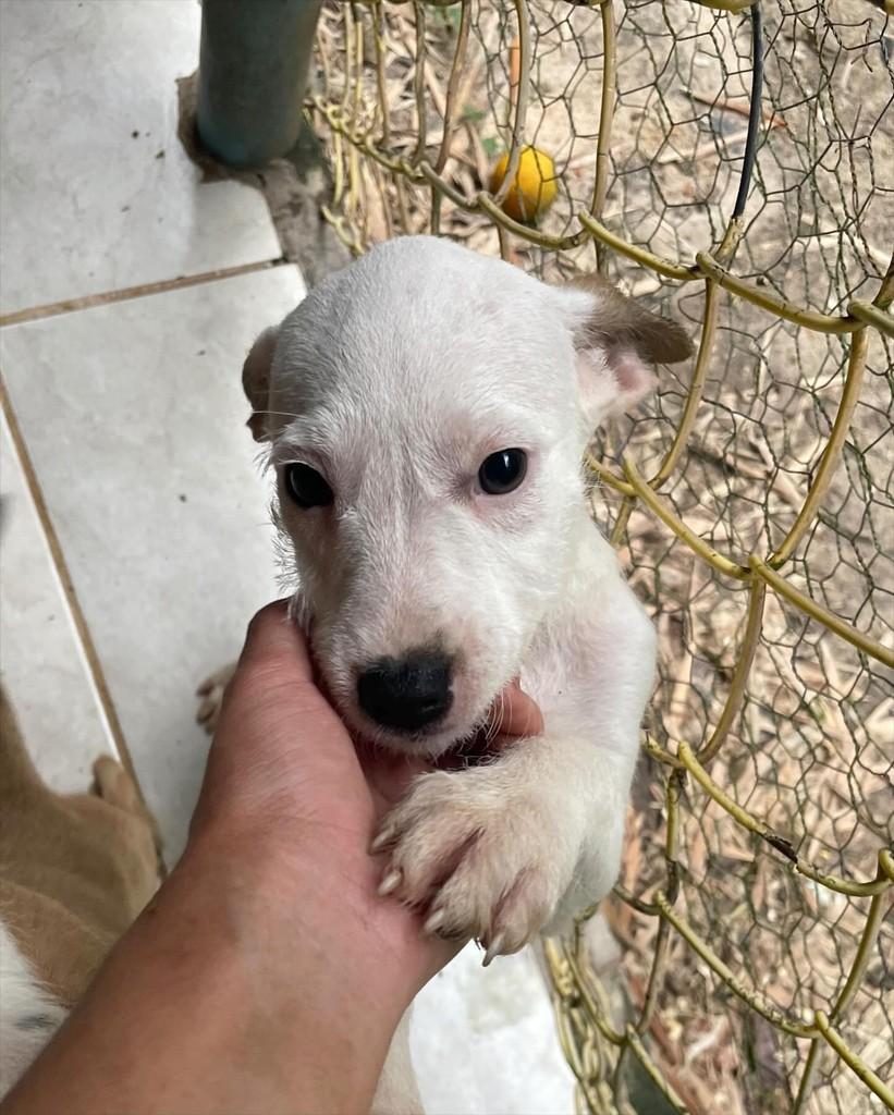 Tita, cadela de porte pequeno para adoção em Seropédica - RJ