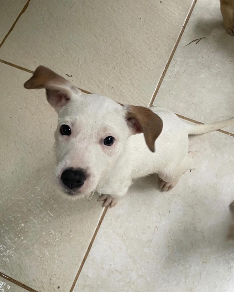 Tita, cadela de porte pequeno para adoção em Seropédica - RJ — foto 2 de 3