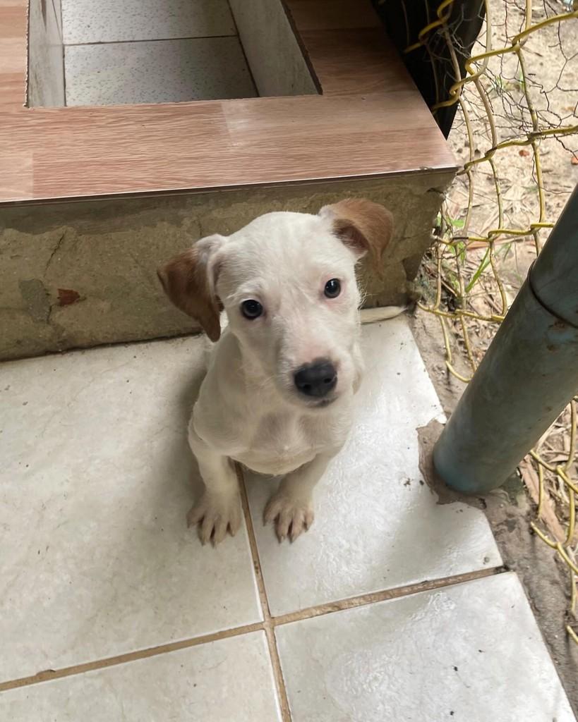 Tita, cadela de porte pequeno para adoção em Seropédica - RJ — foto 3 de 3