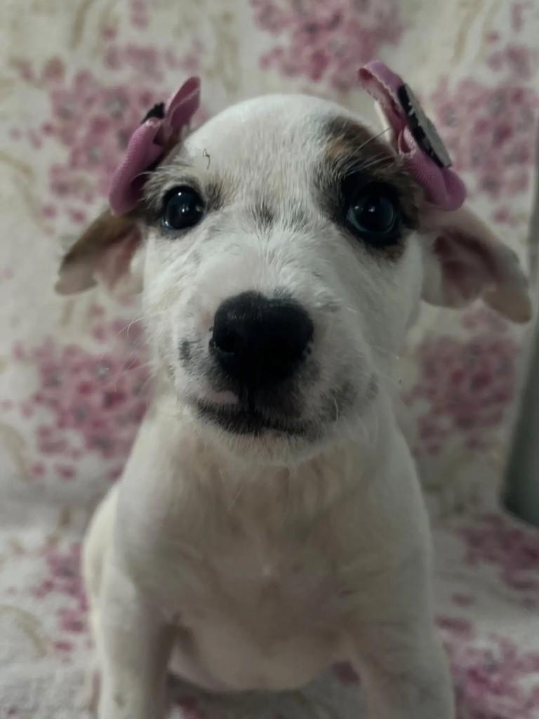 Luiza, cadela de porte pequeno para adoção em Seropédica - RJ — foto 2 de 4