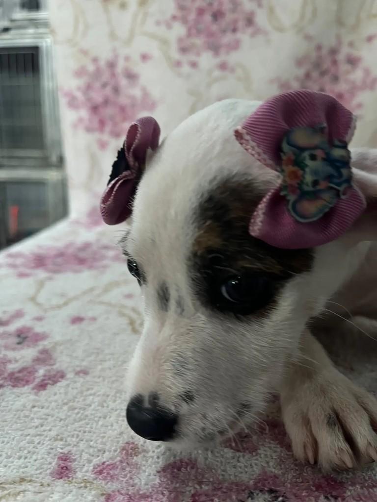 Luiza, cadela de porte pequeno para adoção em Seropédica - RJ — foto 3 de 4