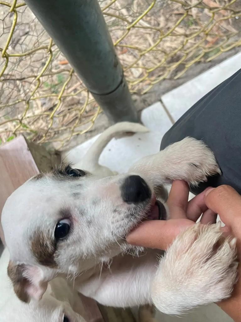 Luiza, cadela de porte pequeno para adoção em Seropédica - RJ — foto 4 de 4