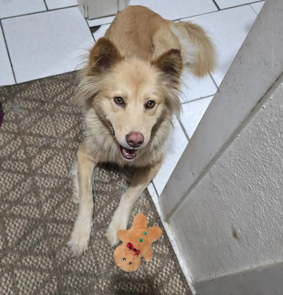 Athena, cadela de porte médio para adoção em Pelotas - RS