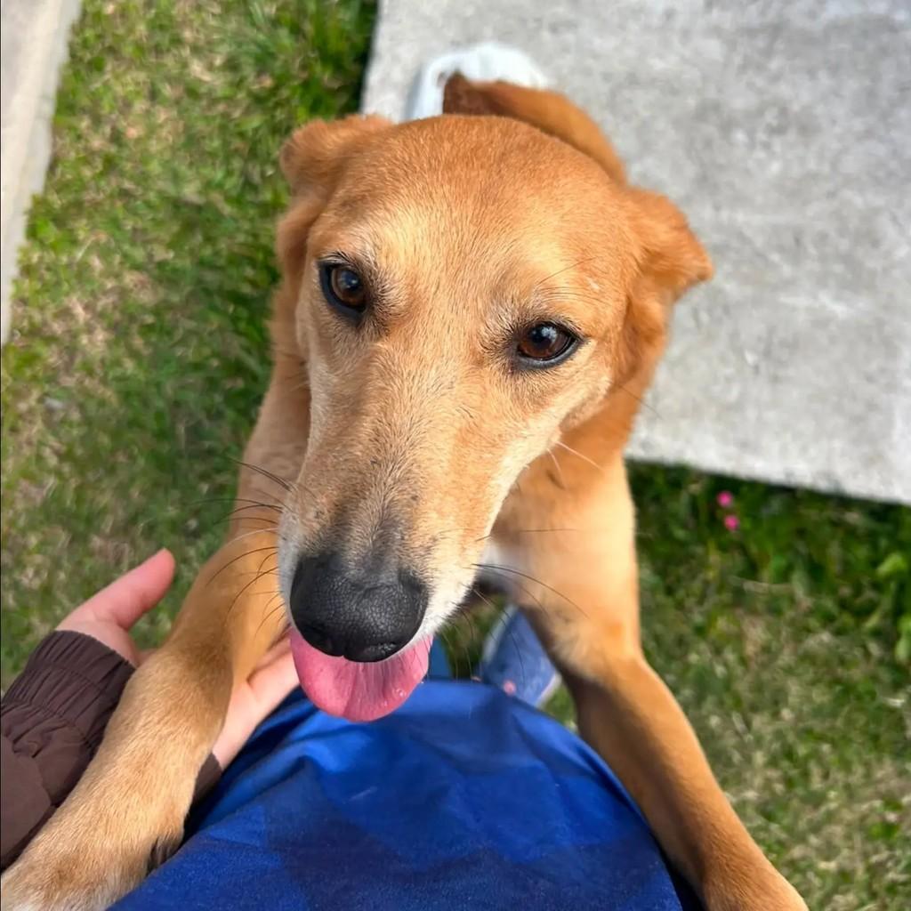 Mocinha, cadela de porte pequeno para adoção em Pelotas - RS