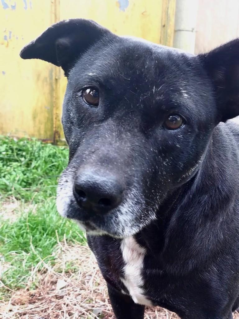 Kira, cachorro de porte médio para adoção em Pelotas - RS