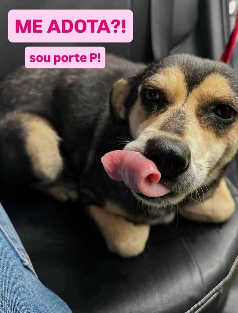 Fofinha, cadela de porte pequeno para adoção em Pelotas - RS