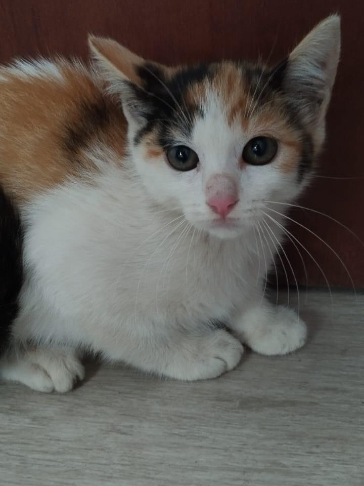 Mocinha, gato de porte pequeno para adoção em Matão - SP