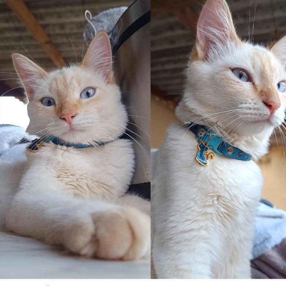 Maizena, gato de porte médio para adoção em Dobrada - SP