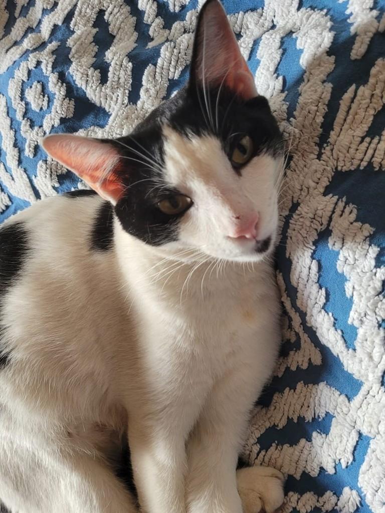 Naruto, gato de porte pequeno para adoção em Matão - SP