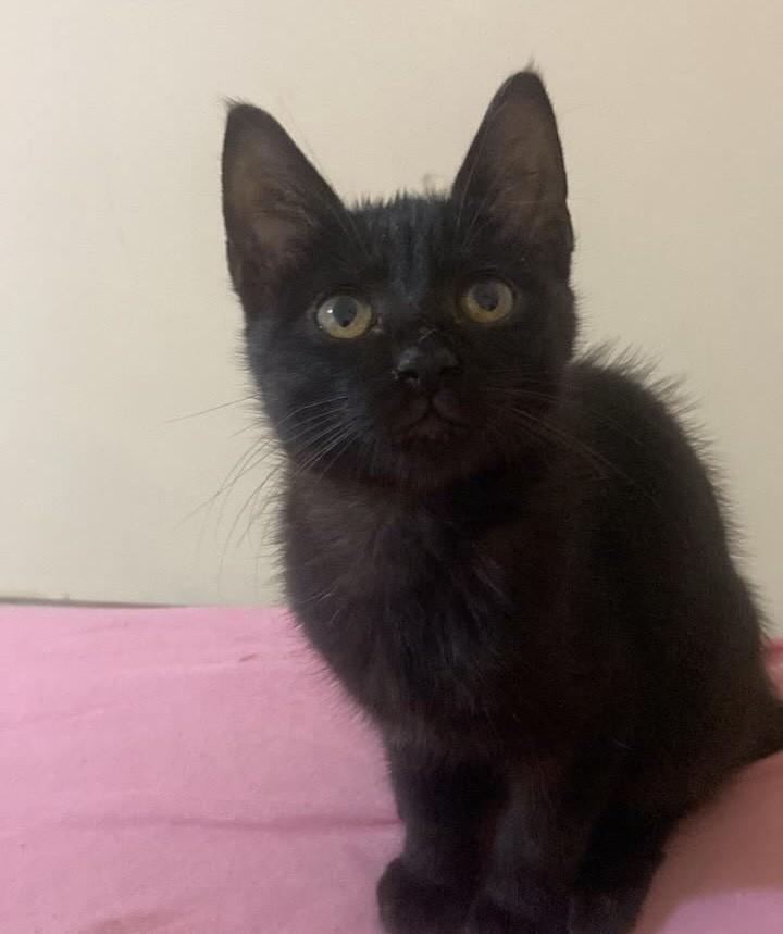 James, gato de porte pequeno para adoção em Matão - SP