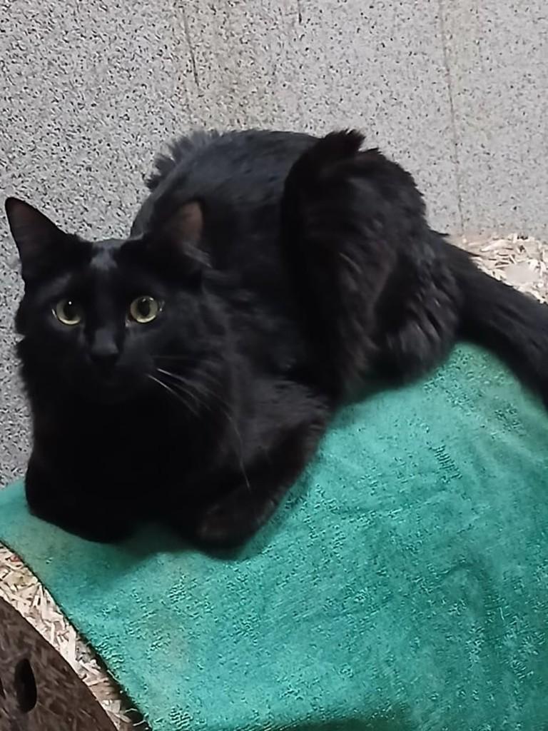 Pantera, gato de porte médio para adoção em Matão - SP