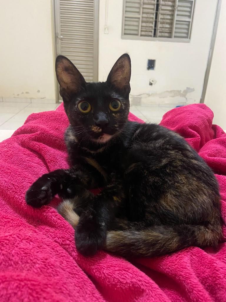 Begônia, gata de porte pequeno para adoção em Matão - SP