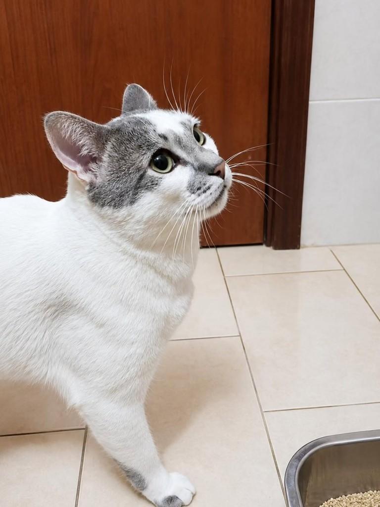Lucas, gato de porte médio para adoção em Matão - SP