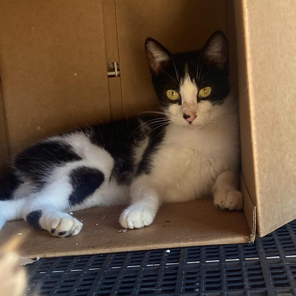 Franscisco, gato de porte médio para adoção em Matão - SP