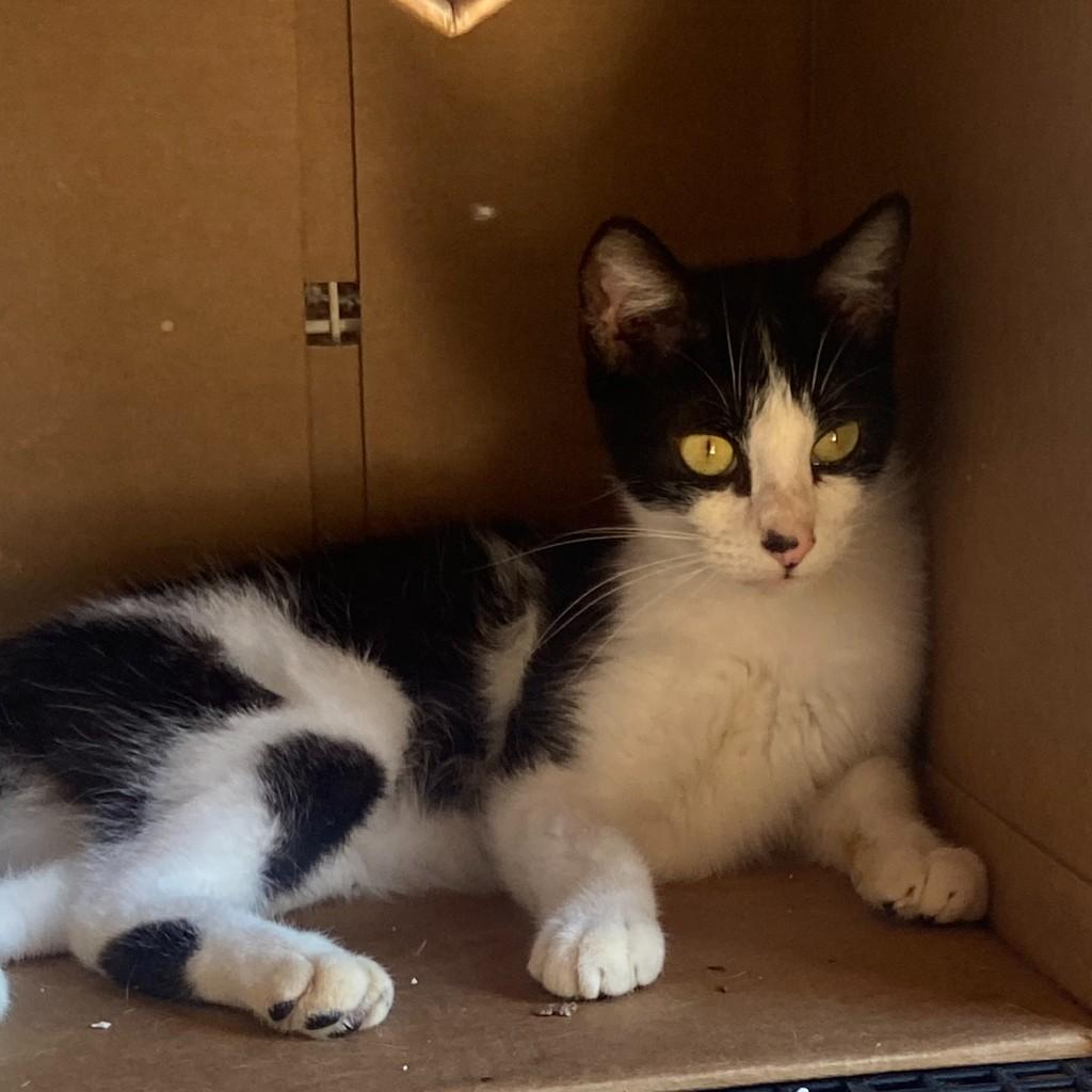 Franscisco, gato de porte médio para adoção em Matão - SP — foto 2 de 4