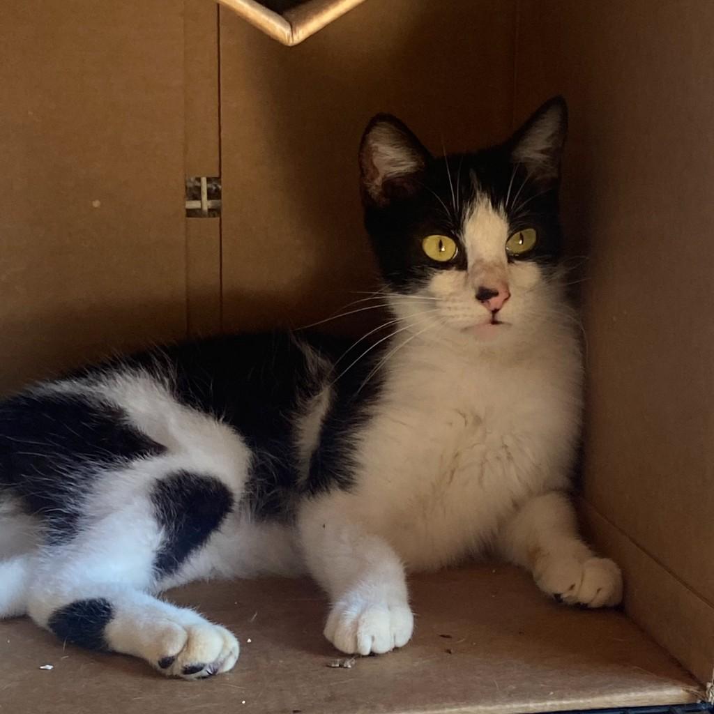 Franscisco, gato de porte médio para adoção em Matão - SP — foto 3 de 4
