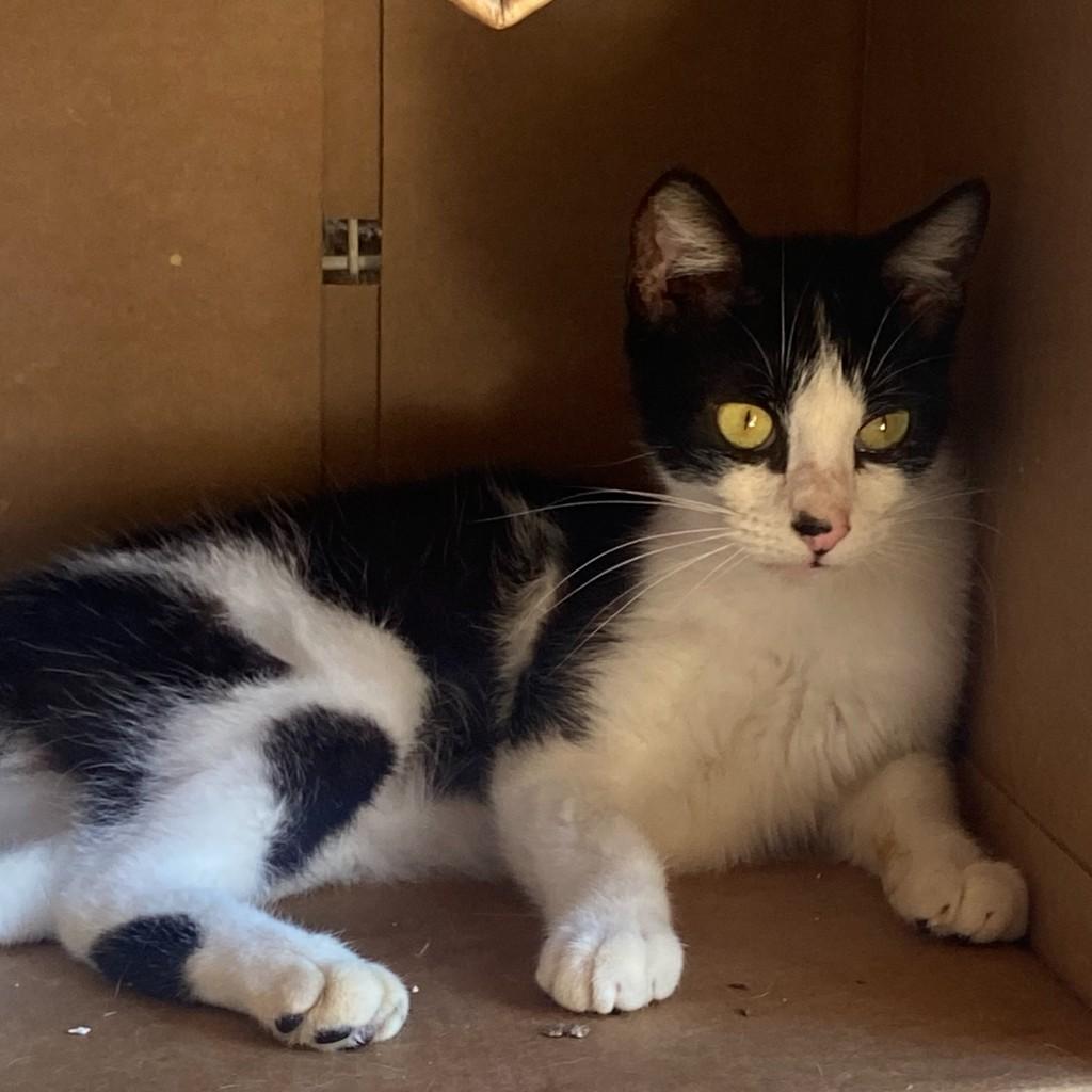 Franscisco, gato de porte médio para adoção em Matão - SP — foto 4 de 4