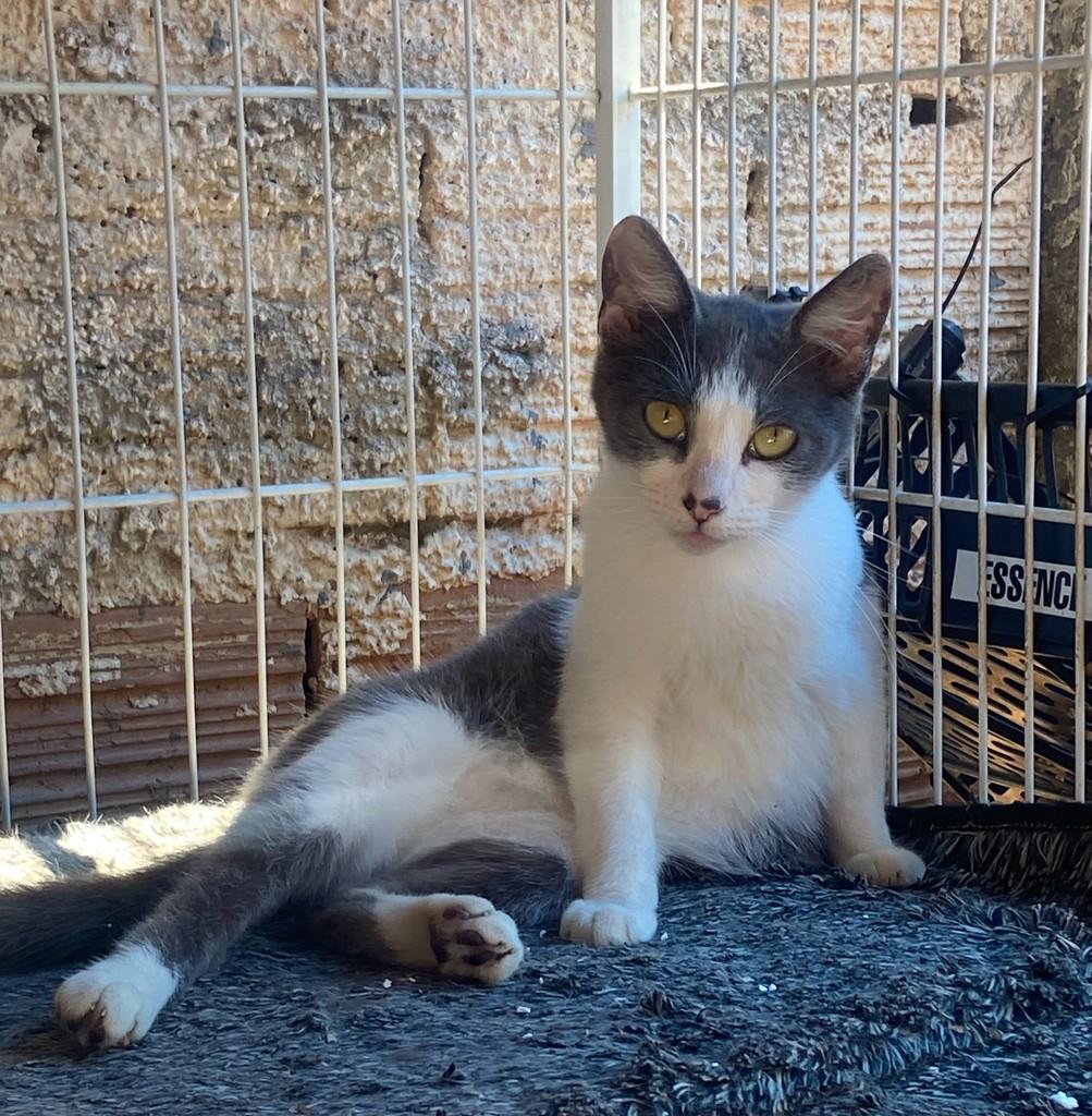 Sidney, gato de porte médio para adoção em Matão - SP