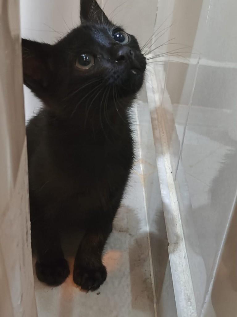 Preta, gata de porte pequeno para adoção em Londrina - PR