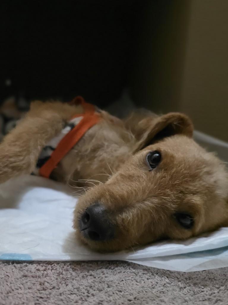 Fofinho, cachorro de porte pequeno para adoção em Londrina - PR