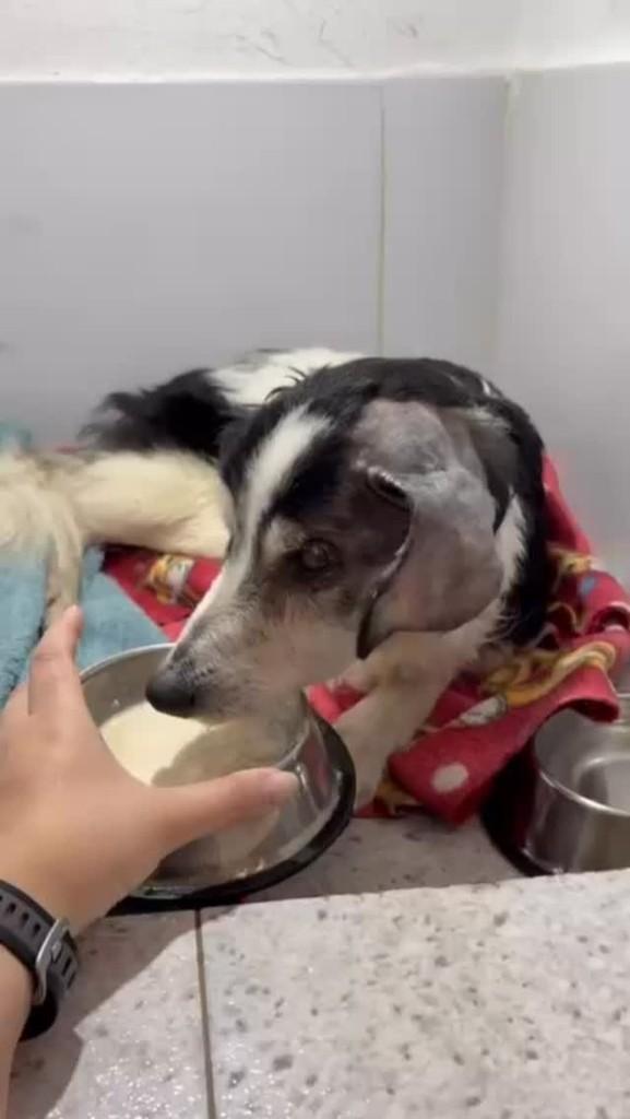 Pingo, cachorro de porte grande para adoção em São Paulo - SP