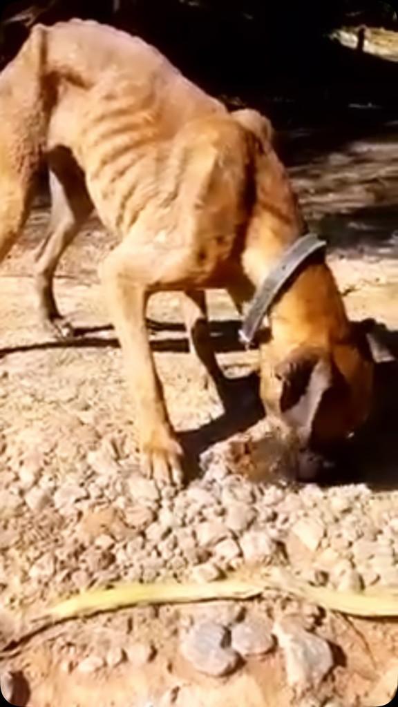 Rafael, cachorro de porte médio para adoção em São Paulo - SP