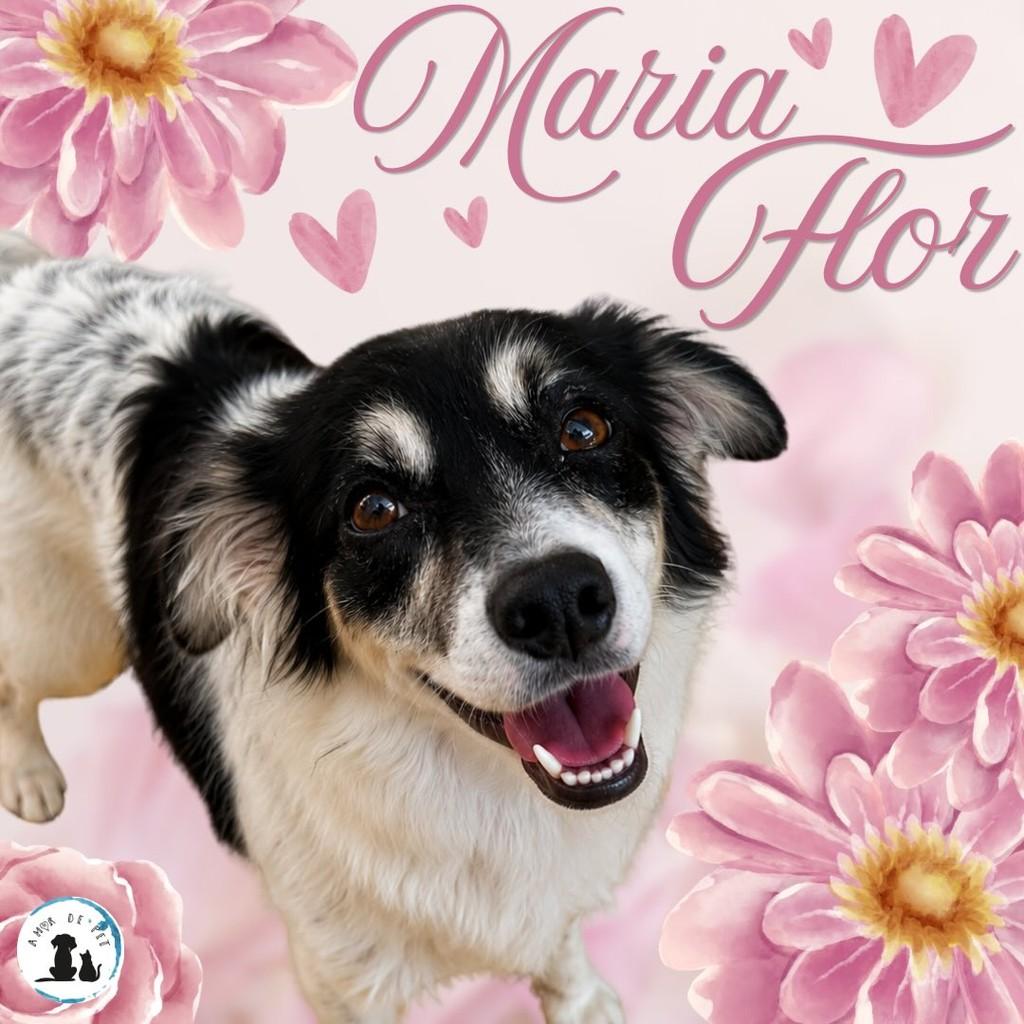 Maria Flor, cadela de porte pequeno para adoção em São Paulo - SP