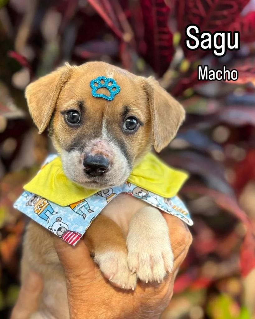 Sagu, cachorro de porte médio para adoção em Ribeirão Preto - SP