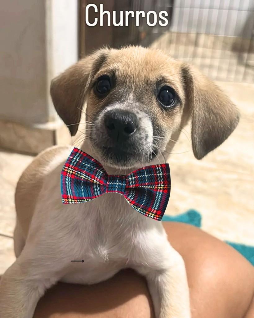 Churros, cachorro de porte pequeno para adoção em Ribeirão Preto - SP