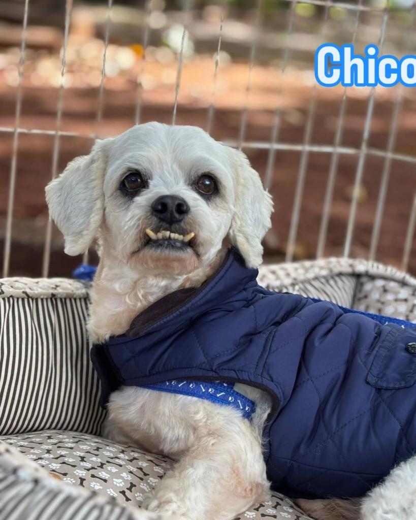 Chico, cachorro de porte pequeno para adoção em Ribeirão Preto - SP