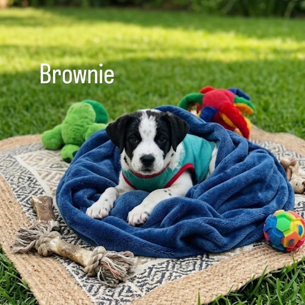 Brownie, cachorro de porte médio para adoção em Ribeirão Preto - SP