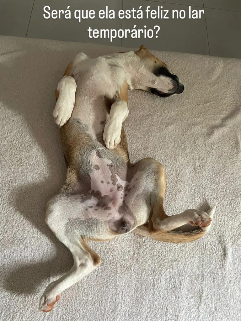 Dianna, cadela de porte pequeno para adoção em Ribeirão Preto - SP