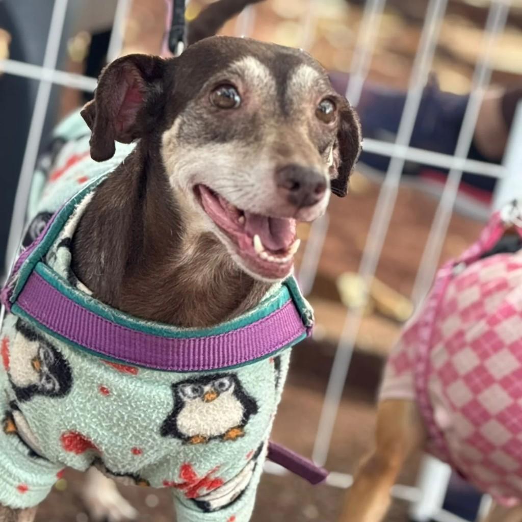 Canela, cadela de porte pequeno para adoção em Ribeirão Preto - SP