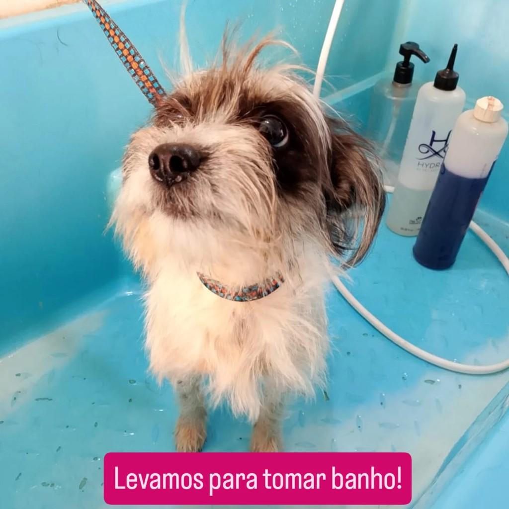 Bianca, cadela de porte pequeno para adoção em Ribeirão Preto - SP