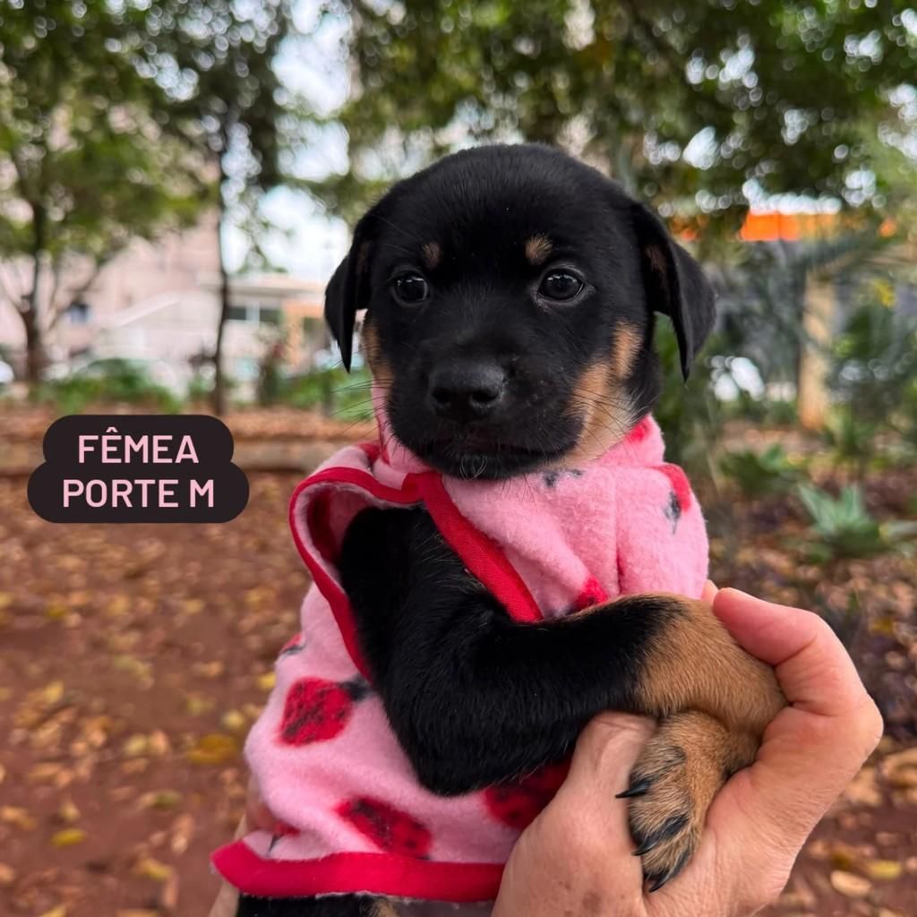 Julinha, cadela de porte pequeno para adoção em Ribeirão Preto - SP