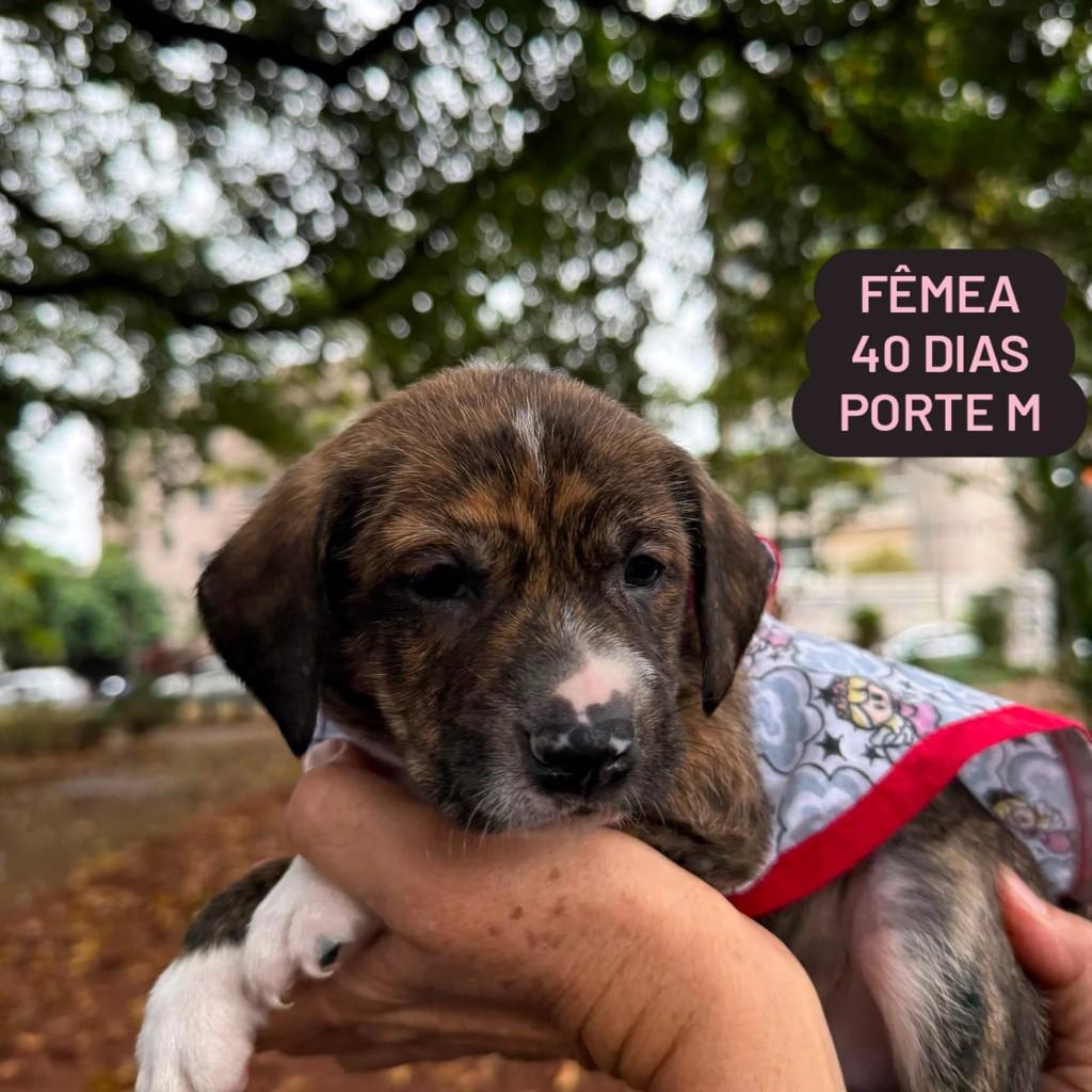 Princesinha, cachorro de porte pequeno para adoção em Ribeirão Preto - SP