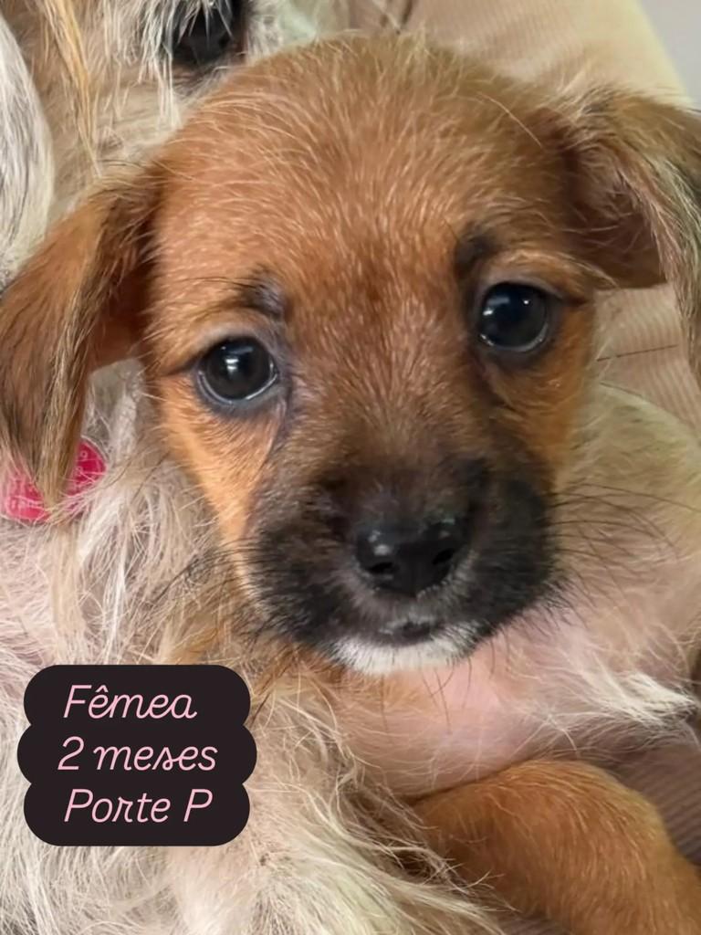 Nina, cadela de porte pequeno para adoção em Ribeirão Preto - SP