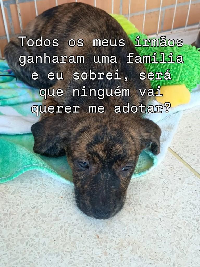 Gusmam, cachorro de porte pequeno para adoção em Ribeirão Preto - SP