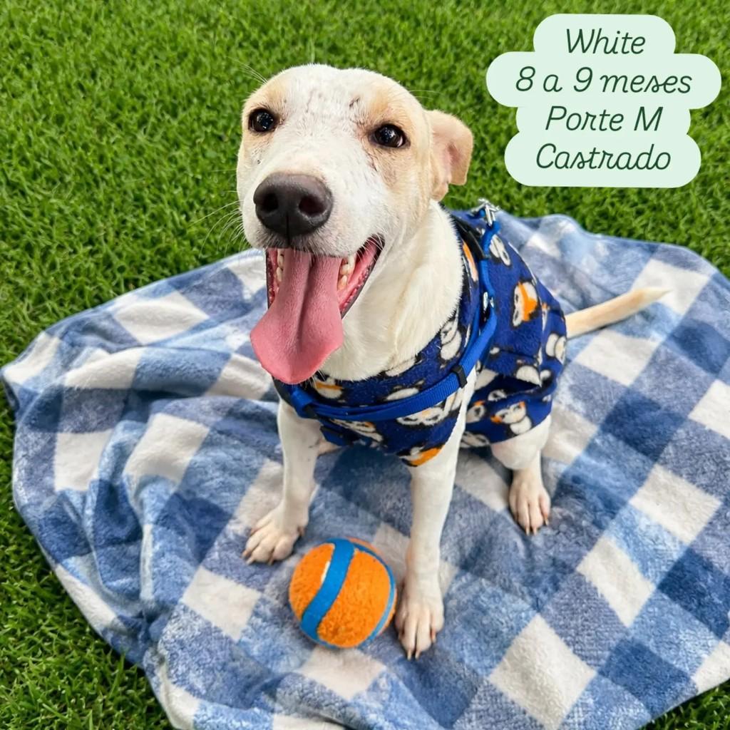 White, cachorro de porte médio para adoção em Ribeirão Preto - SP