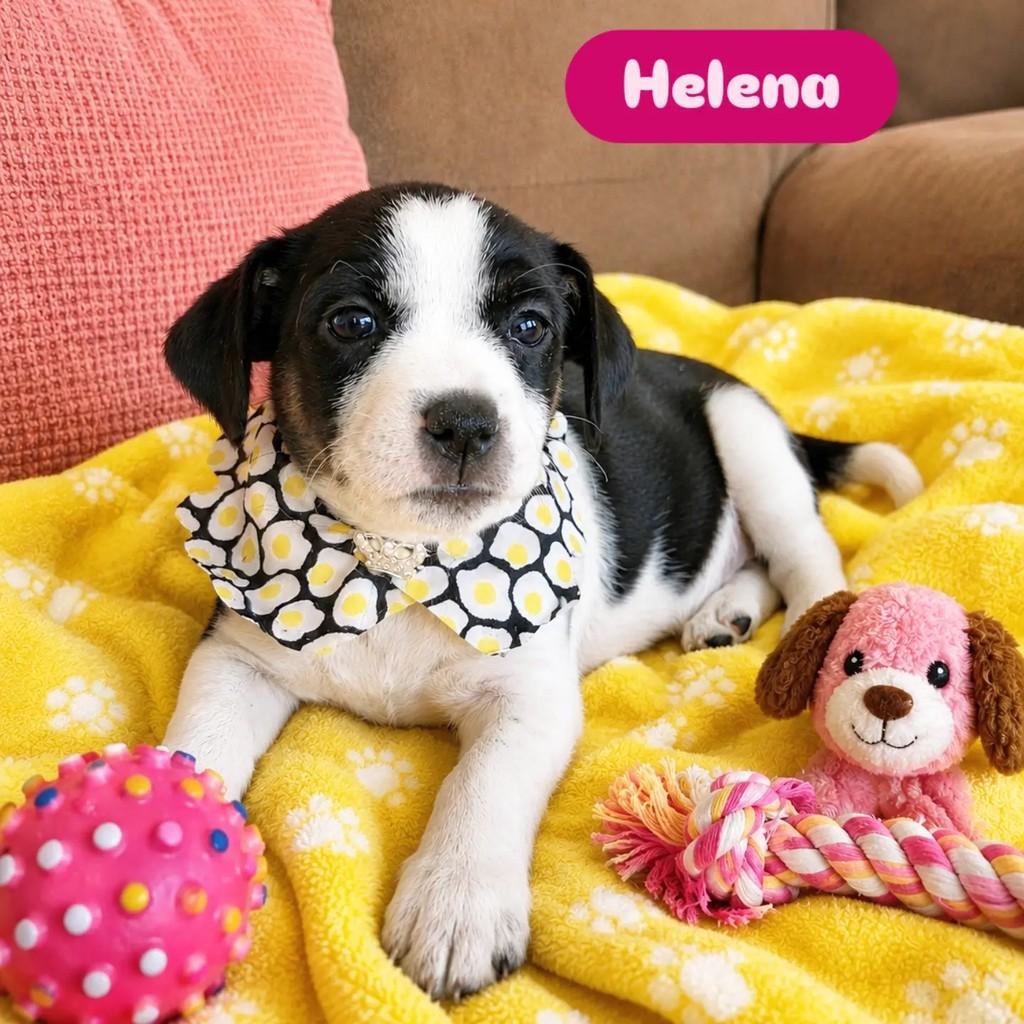 Helena, cadela de porte pequeno para adoção em Ribeirão Preto - SP