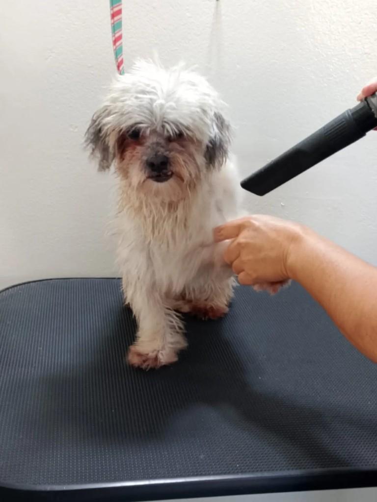Zeca, cachorro de porte pequeno para adoção em Ribeirão Preto - SP