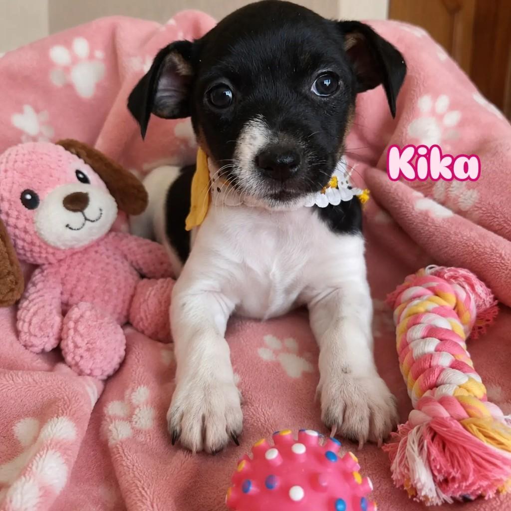 Kika, cadela de porte pequeno para adoção em Ribeirão Preto - SP