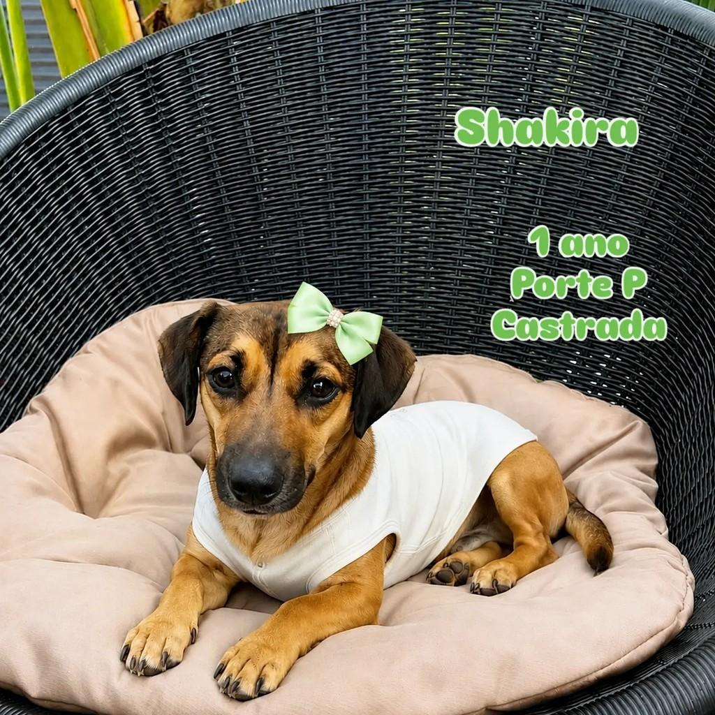 Shakira, cadela de porte pequeno para adoção em Ribeirão Preto - SP