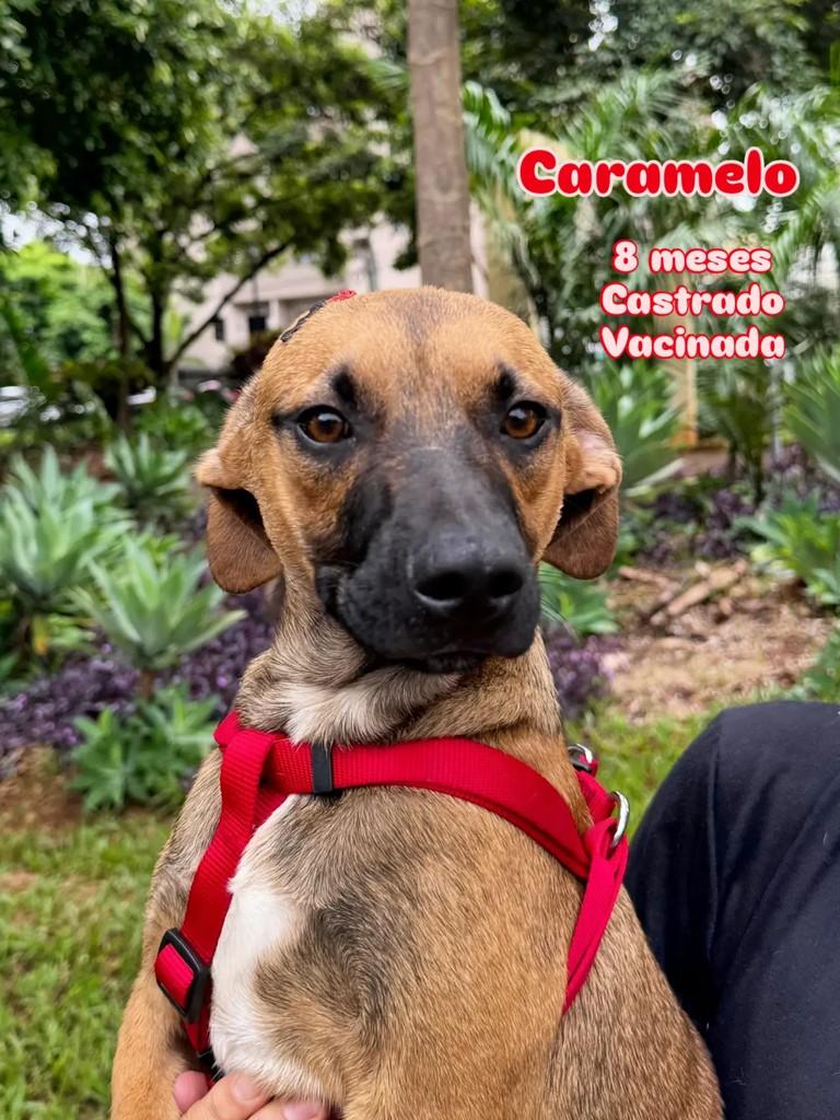 Caramelo, cachorro de porte pequeno para adoção em Ribeirão Preto - SP