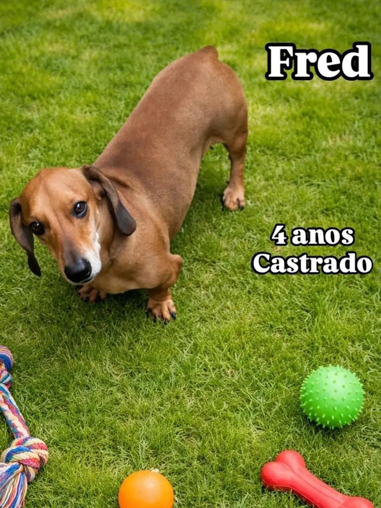 Fred, cachorro de porte médio para adoção em Ribeirão Preto - SP