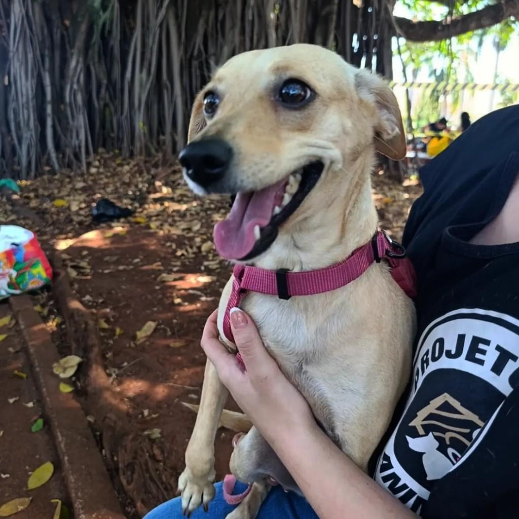 Morena, cadela de porte pequeno para adoção em Ribeirão Preto - SP