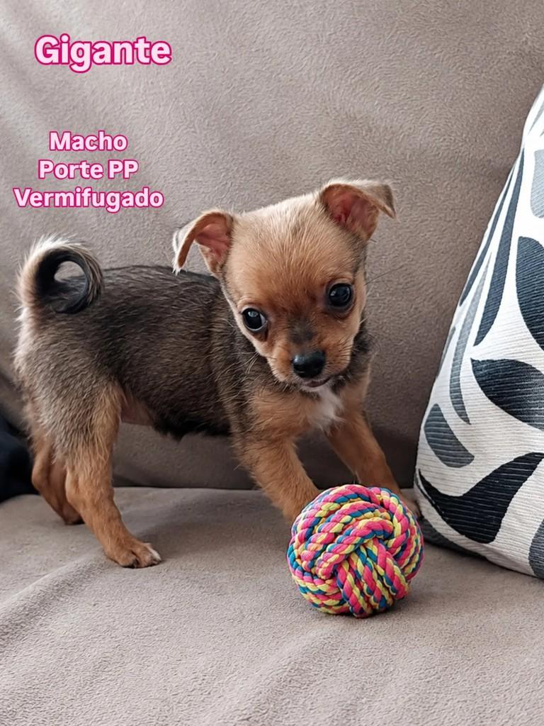 Gigante, cachorro de porte pequeno para adoção em Ribeirão Preto - SP