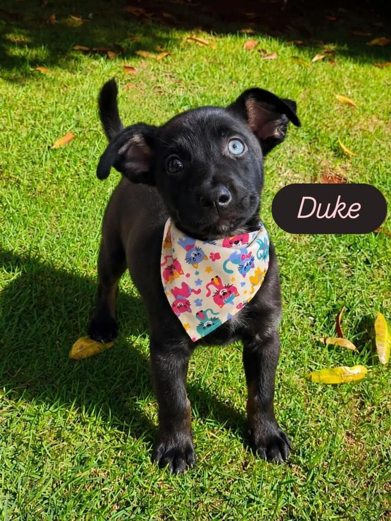 Duke, cachorro de porte médio para adoção em Ribeirão Preto - SP