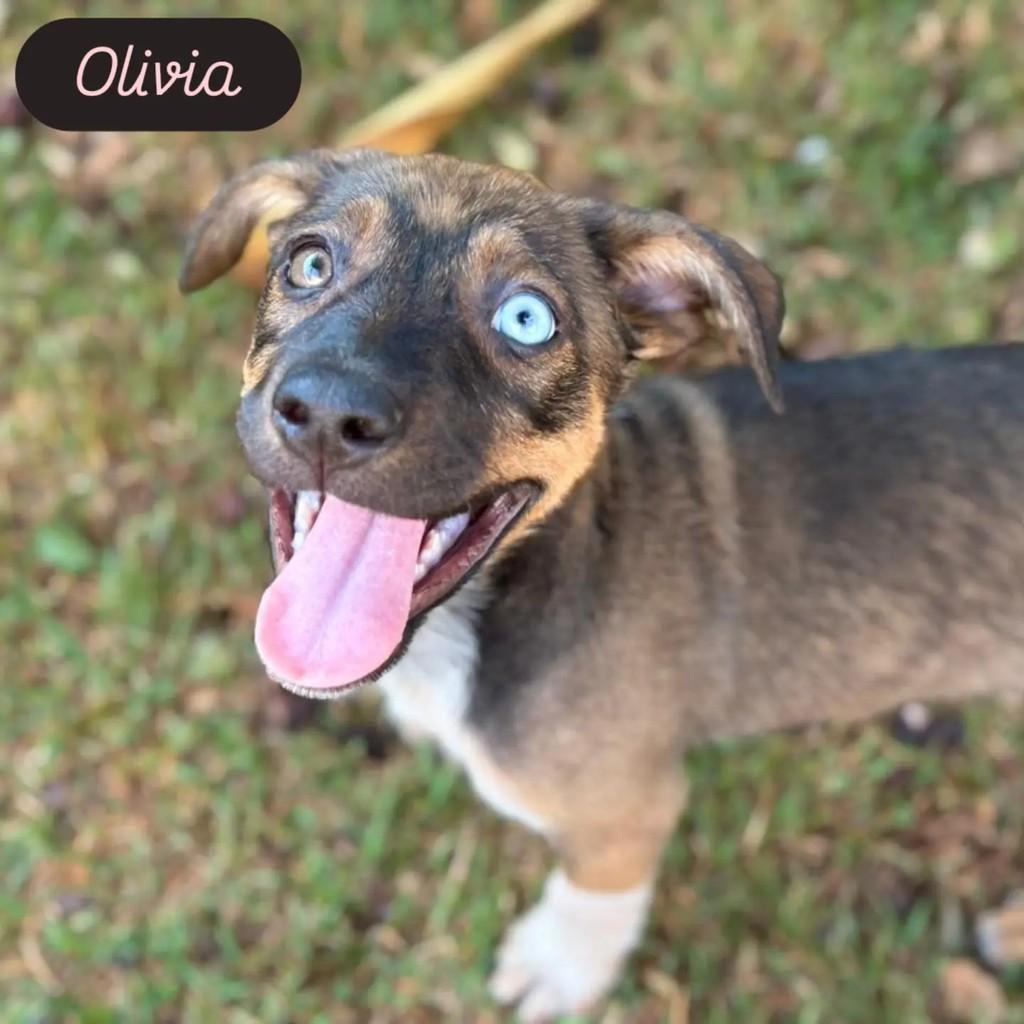 Olivia, cadela de porte pequeno para adoção em Ribeirão Preto - SP